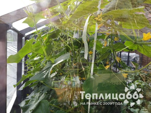 Гигант теплица ботаник максимум!